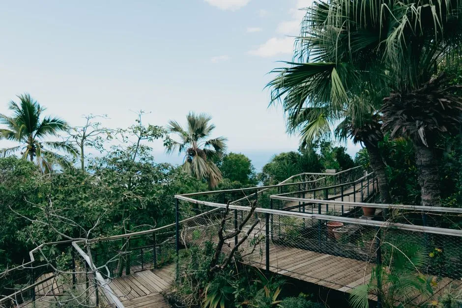Le café Bourbon Pointu de la Plaine des Palmistes : terroir, production et dégustation